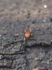 Parasitidae