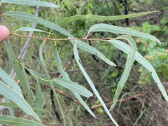 Eucalyptus crebra