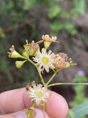 Eucalyptus crebra