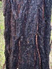 Eucalyptus crebra