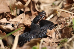 Vipera berus bosniensis