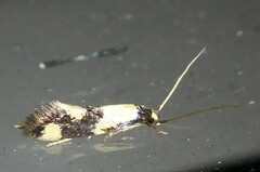 Opogona comptella