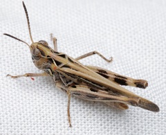 Austroicetes