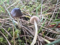 Mycena rutilantiformis