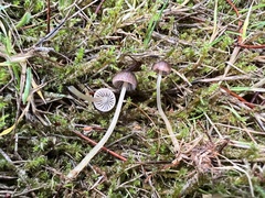 Mycena rutilantiformis
