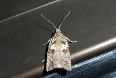 Harmologa