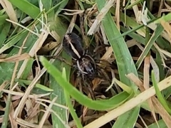 Artoriopsis expolita
