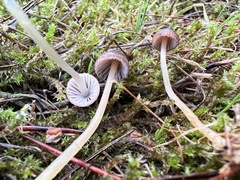 Mycena rutilantiformis