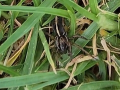 Artoriopsis expolita