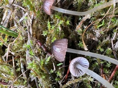 Mycena rutilantiformis