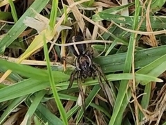 Artoriopsis expolita