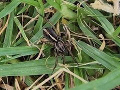 Artoriopsis expolita
