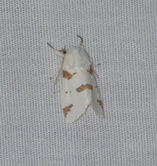 Euerythra trimaculata