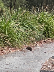 Isoodon obesulus obesulus