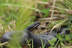Vipera berus bosniensis