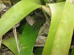 Ranitomeya variabilis