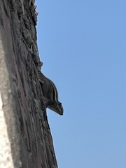 Funambulus pennantii