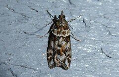 Eudonia submarginalis