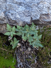 Notholaena standleyi