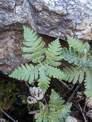 Notholaena standleyi