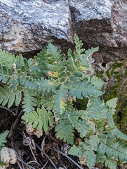 Notholaena standleyi