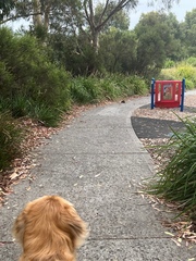 Isoodon obesulus obesulus