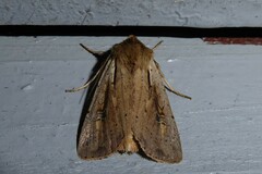 Ichneutica atristriga