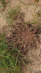 Euphorbia gorgonis