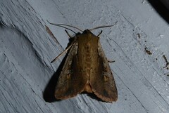 Ichneutica atristriga