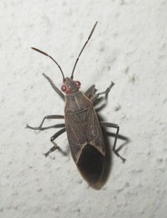 Boisea fulcrata fulcrata