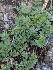 Myriopteris wrightii