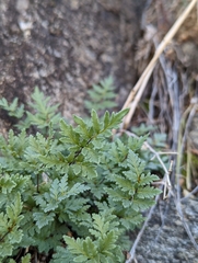 Myriopteris wrightii