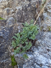 Myriopteris wrightii