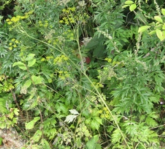 Pastinaca sativa sylvestris