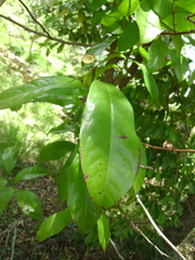 Eupomatia laurina