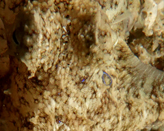 Amphioctopus