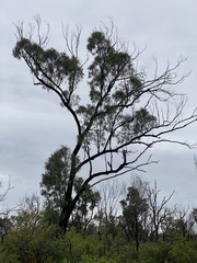 Eucalyptus crebra