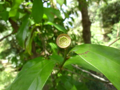 Eupomatia laurina