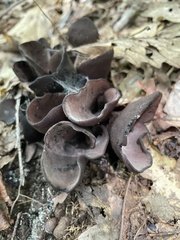 Wynnea americana
