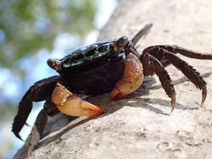 Parasesarma erythodactylum