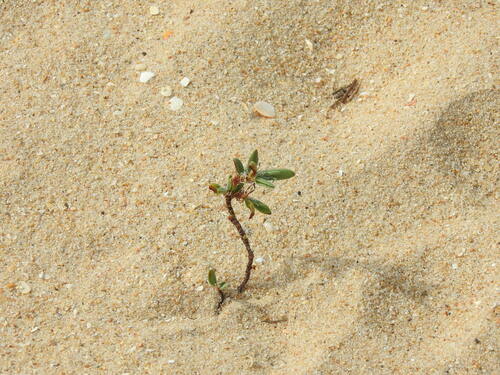 Polygonum maritimum (Polygonum maritimum)