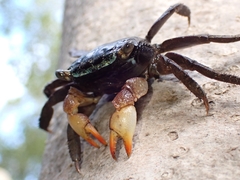 Parasesarma erythodactylum