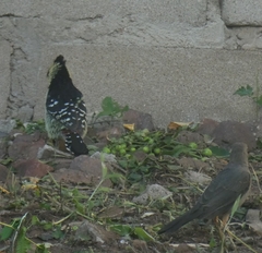 Trachyphonus vaillantii vaillantii