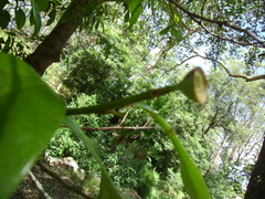 Eupomatia laurina