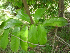 Eupomatia laurina