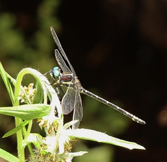 Eusynthemis guttata