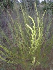 Artemisia marschalliana