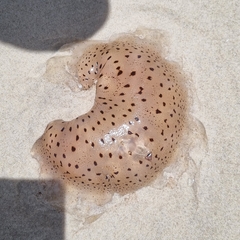 Desmonema gaudichaudi