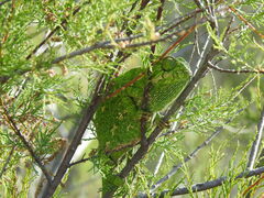 Chamaeleo chamaeleon chamaeleon