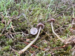 Mycena rutilantiformis